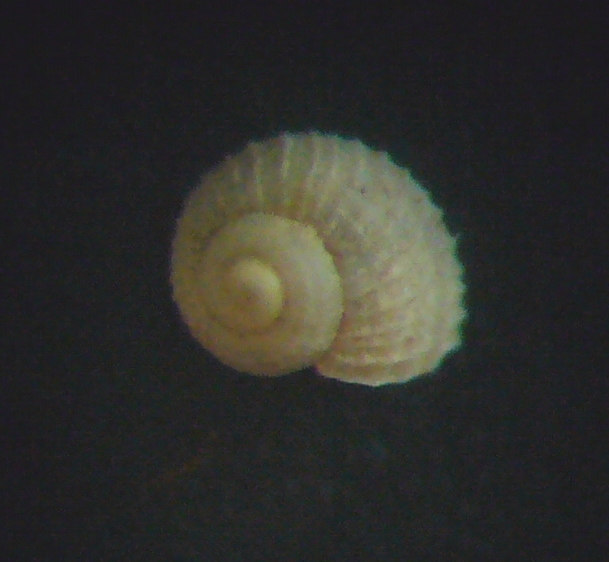 Aiuto